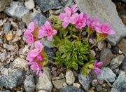 Douglasia laevigata